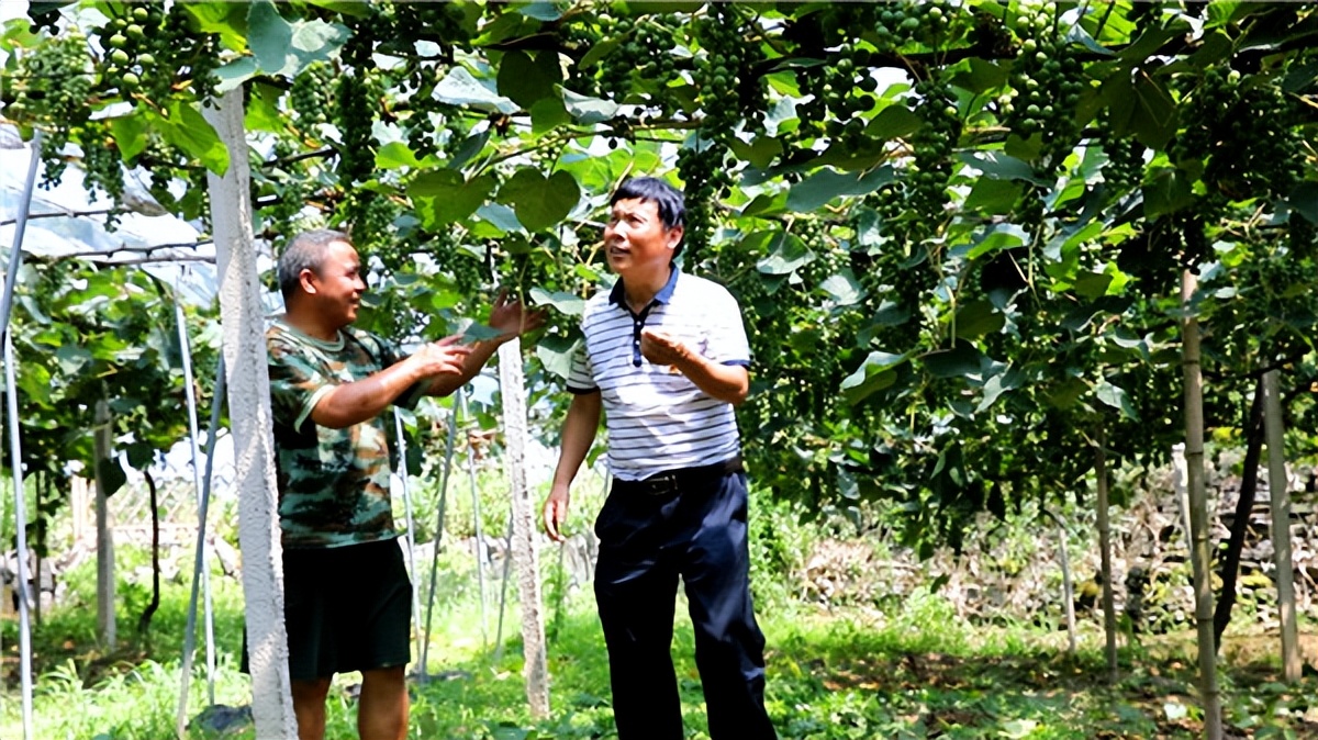 云南省宣威市凤凰镇大坡村,大坡村葡萄