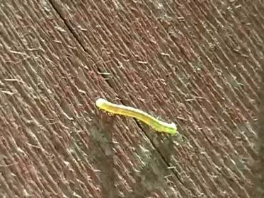 尺蠖——北京街头槐树上的“吊丝鬼儿”，极限蹦极的创始者