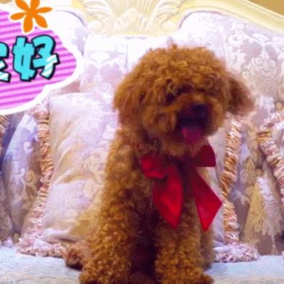 泰迪老扒拉垃圾是怎么回事,泰迪早上扒拉主人是什么意思