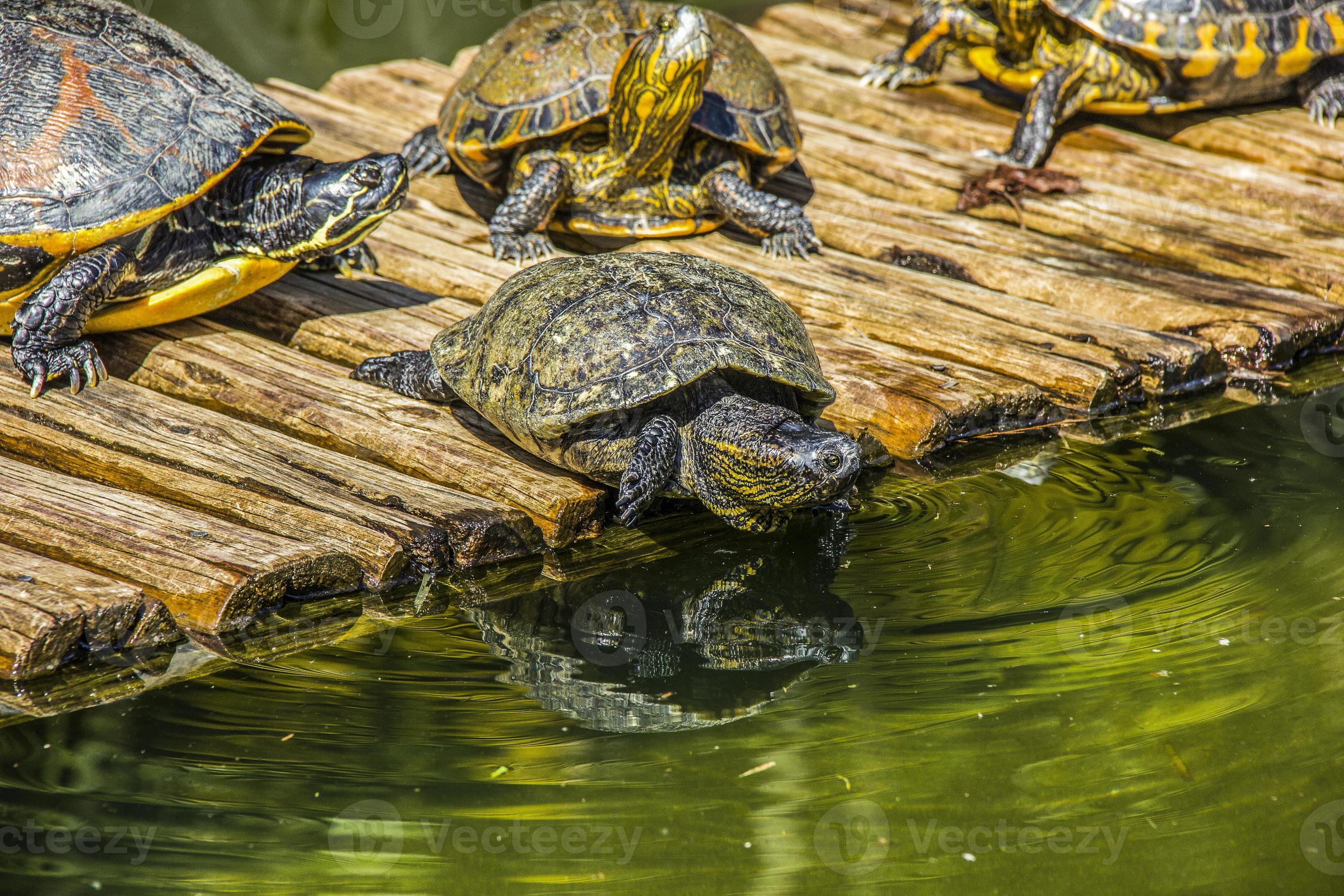 宠物带来蟑螂怎么处理掉,男子养数百只宠物蟑螂