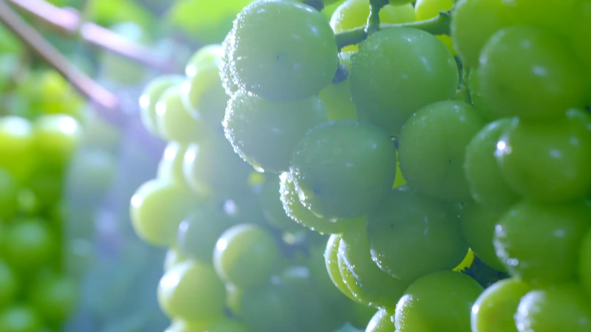 在日本阳光玫瑰多少钱1斤,日本的阳光玫瑰多少钱一斤