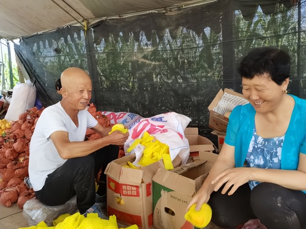 宝鸡凤翔南指挥镇：“小黄桃”敲开致富门