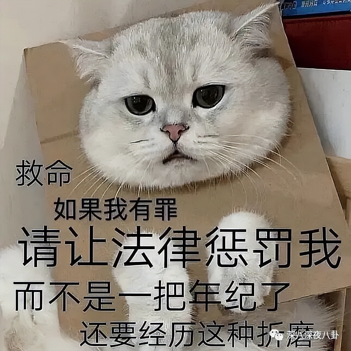 王子腾人物评价,王子腾是男的还是女的