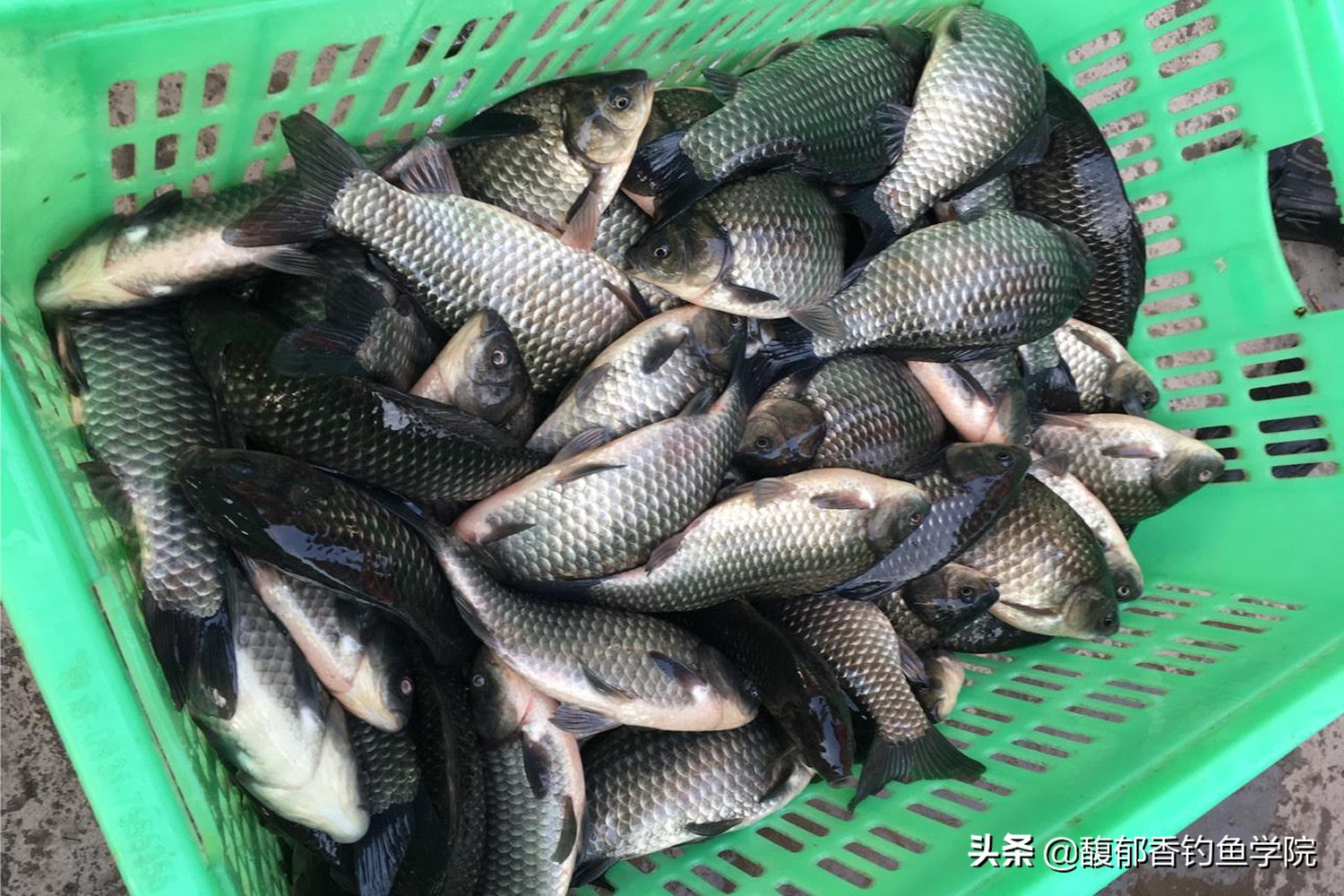 钓黑坑鲫鱼的技巧和方法,钓黑坑鲫鱼的方法与技巧