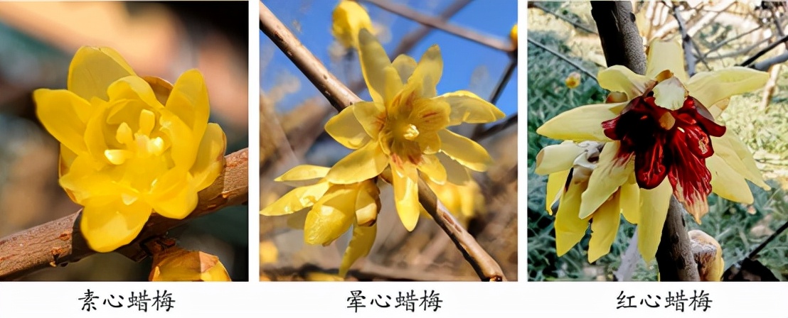 蜡梅和腊梅的区别,蜡梅与梅的区别是什么