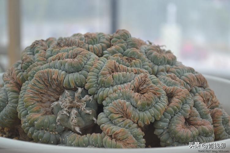 什么多肉植物跟乌羽玉像,多肉植物乌羽玉养殖