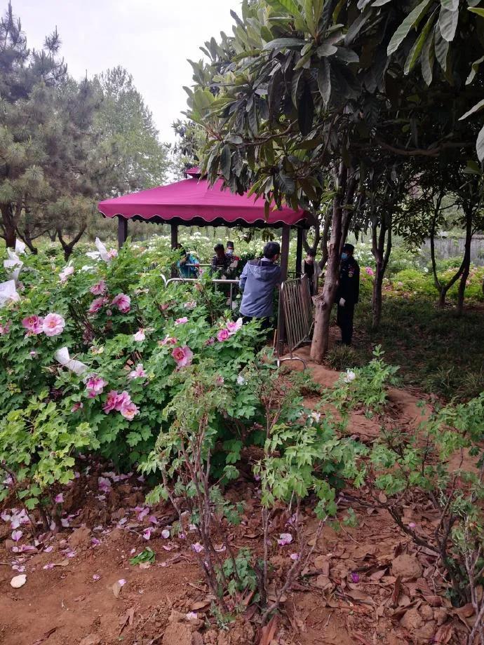 银丝贯顶牡丹只有一棵吗,珍贵牡丹花银丝贯顶