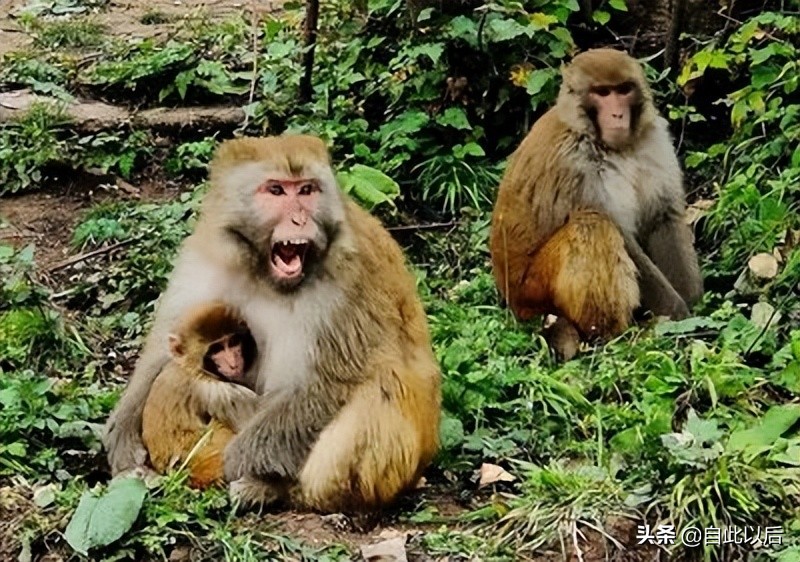 上方山周边遇见野猴,在野外遇见野猴该怎么办