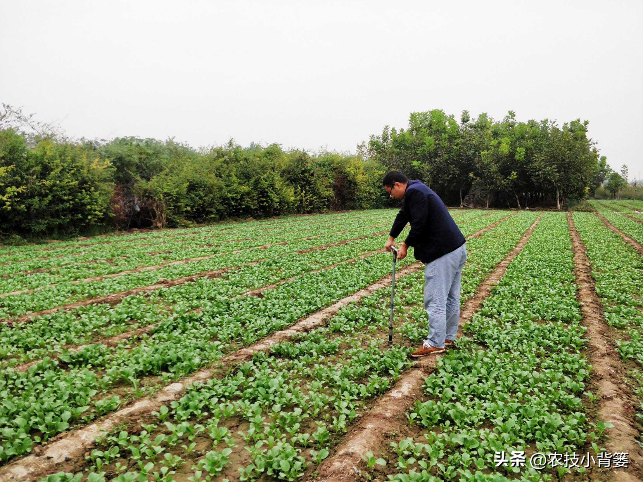 磷肥过量施用会怎样,磷元素缺乏有什么危害