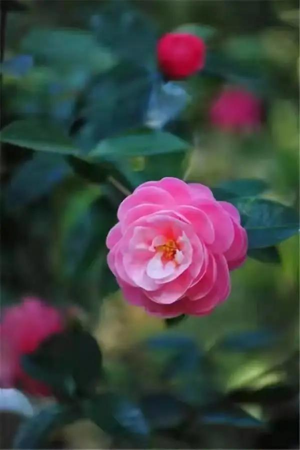 这个季节去哪里玩最合适昆明周边,昆明周边过年旅游推荐