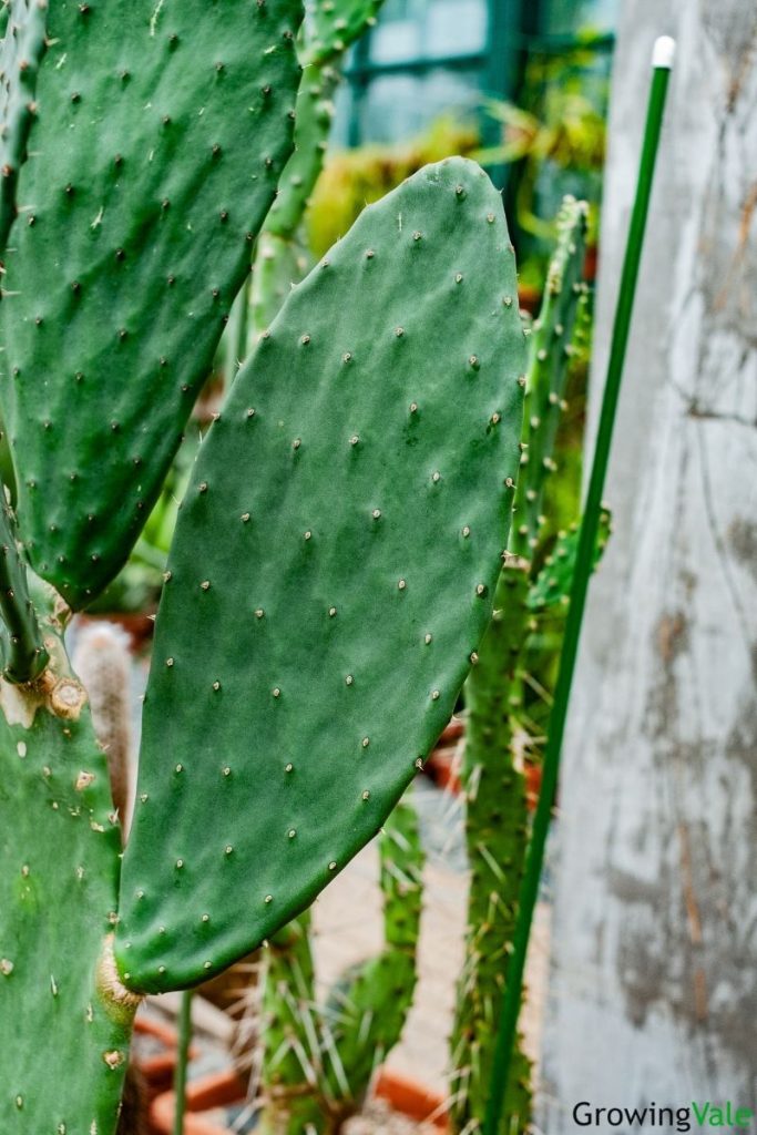 28种不同类型的仙人掌植物,多种品种仙人掌如何栽种