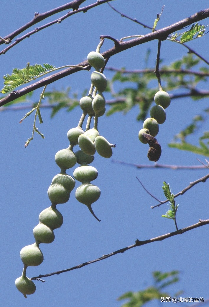 建国首日就与我国建交的非洲穷国，8种罕见水果，你见过几种