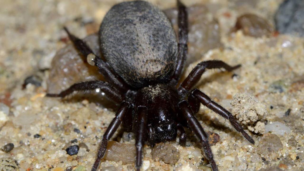 男子被蜘蛛咬了一口居然没事,男子被蜘蛛咬伤后进icu