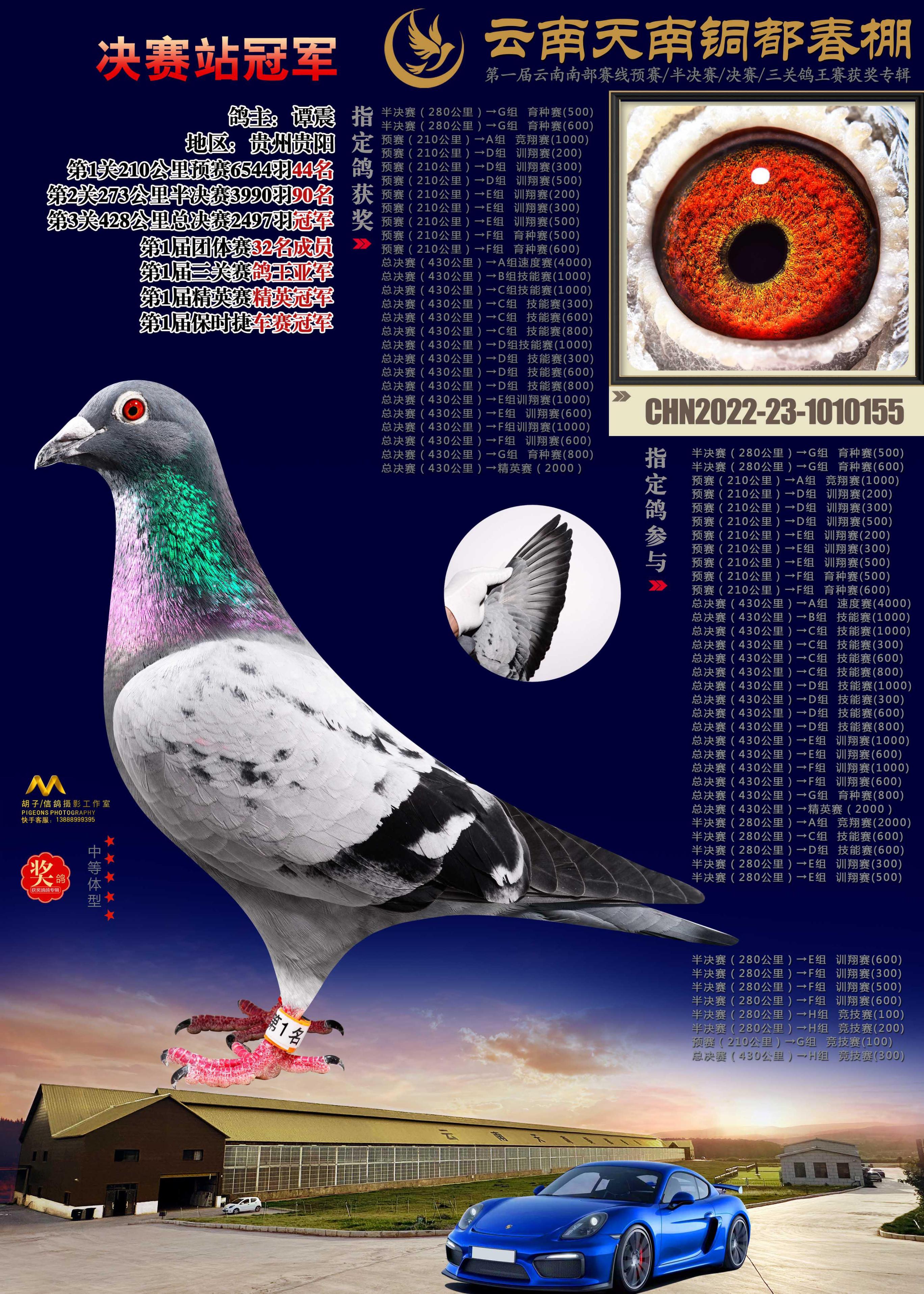 2023年国内公棚春赛冠军鸽合集，都是些什么鸽子？