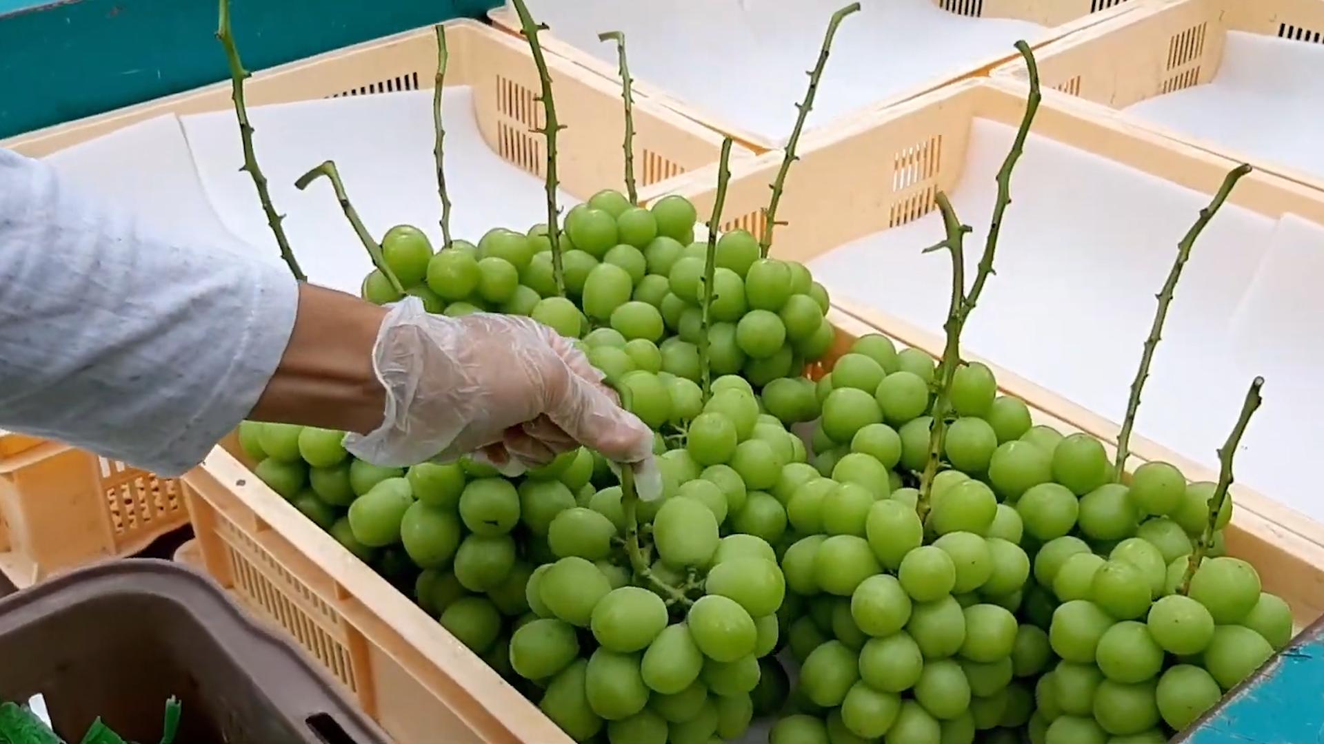 在日本阳光玫瑰多少钱1斤,日本的阳光玫瑰多少钱一斤