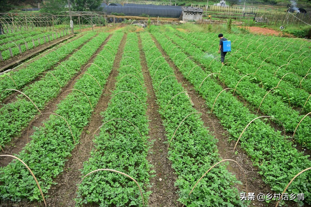 蔬菜移栽方法和注意事项,蔬菜栽苗后不生根怎么办