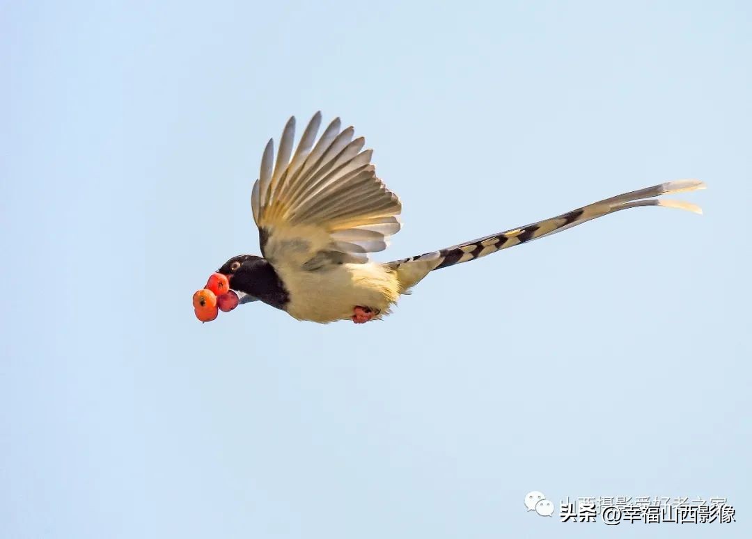 轻巧而又专业的拍鸟器材是它——奥之心相机镜头体验记