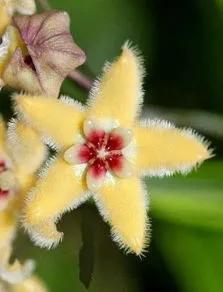 五星花有什么特点,五星花最漂亮的品种