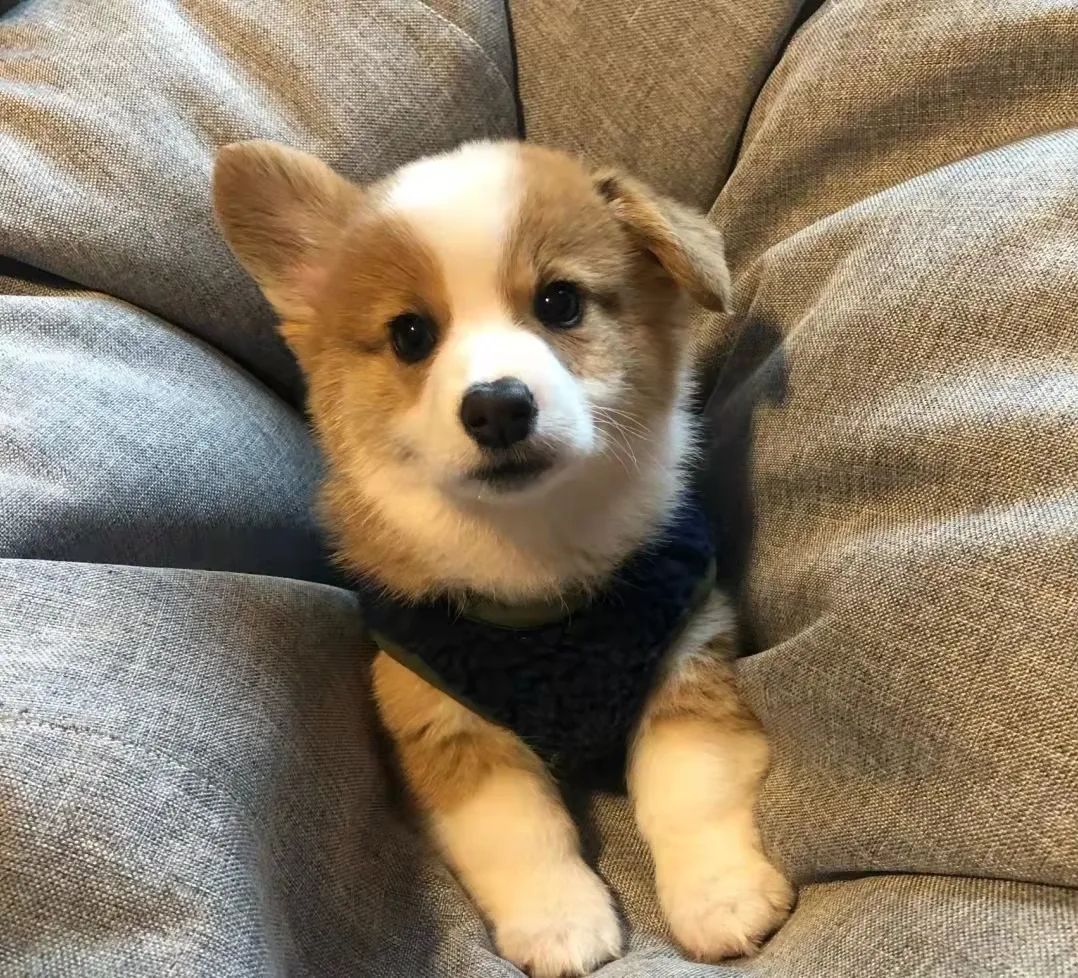 犬瘟抽搐药方,犬瘟治抽搐的药