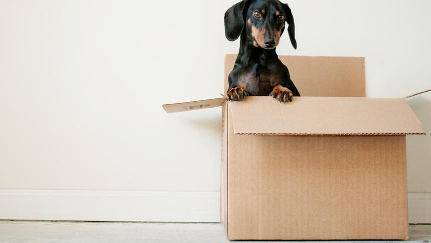 狗狗不吃狗粮精神不振怎么办,狗狗生病以后不吃狗粮了怎么回事