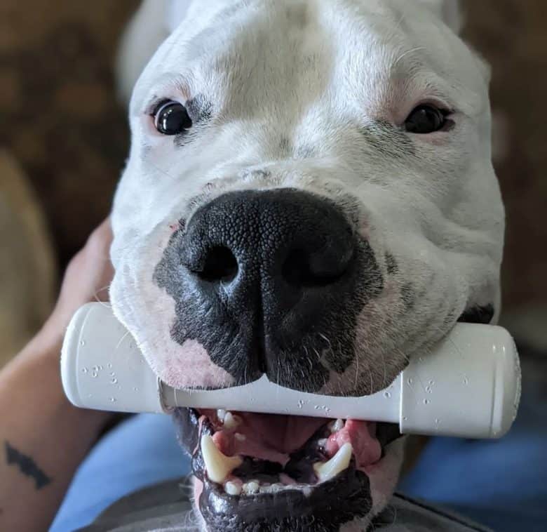 杜高犬挑战老虎遭秒杀,六只杜高犬vs美洲狮