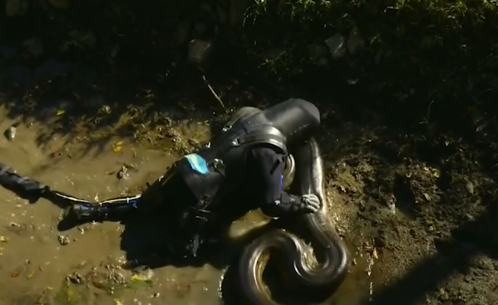 如果人被蟒蛇吞下是否有机会逃生,被蟒蛇吞下的自救方法