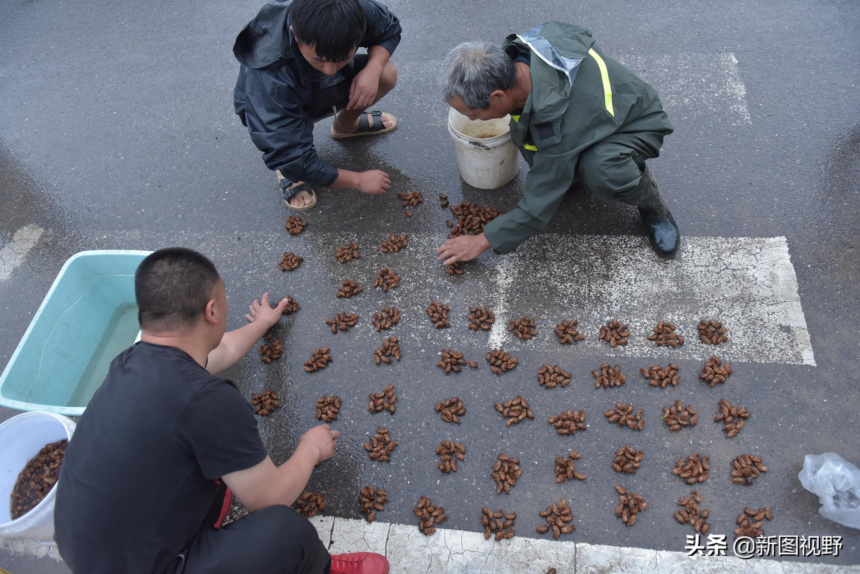 35岁青年网售金蝉爆单，有人一次买2000只，发快递忙得没时间吃饭