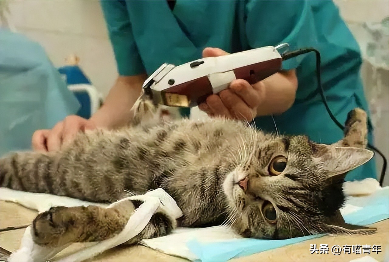 猫咪坐姿分辨性别,猫咪坐姿判断性别