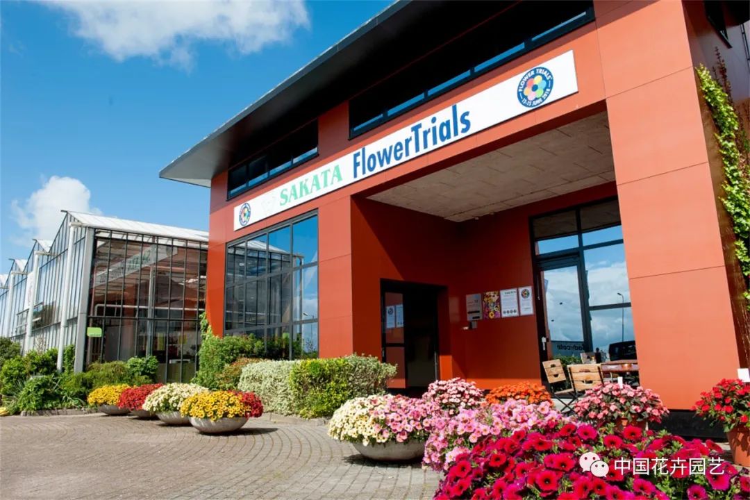 鑺卞崏鍝佺灞曠ず,鏂颁紭鑺卞崏鍝佺灞曠ず