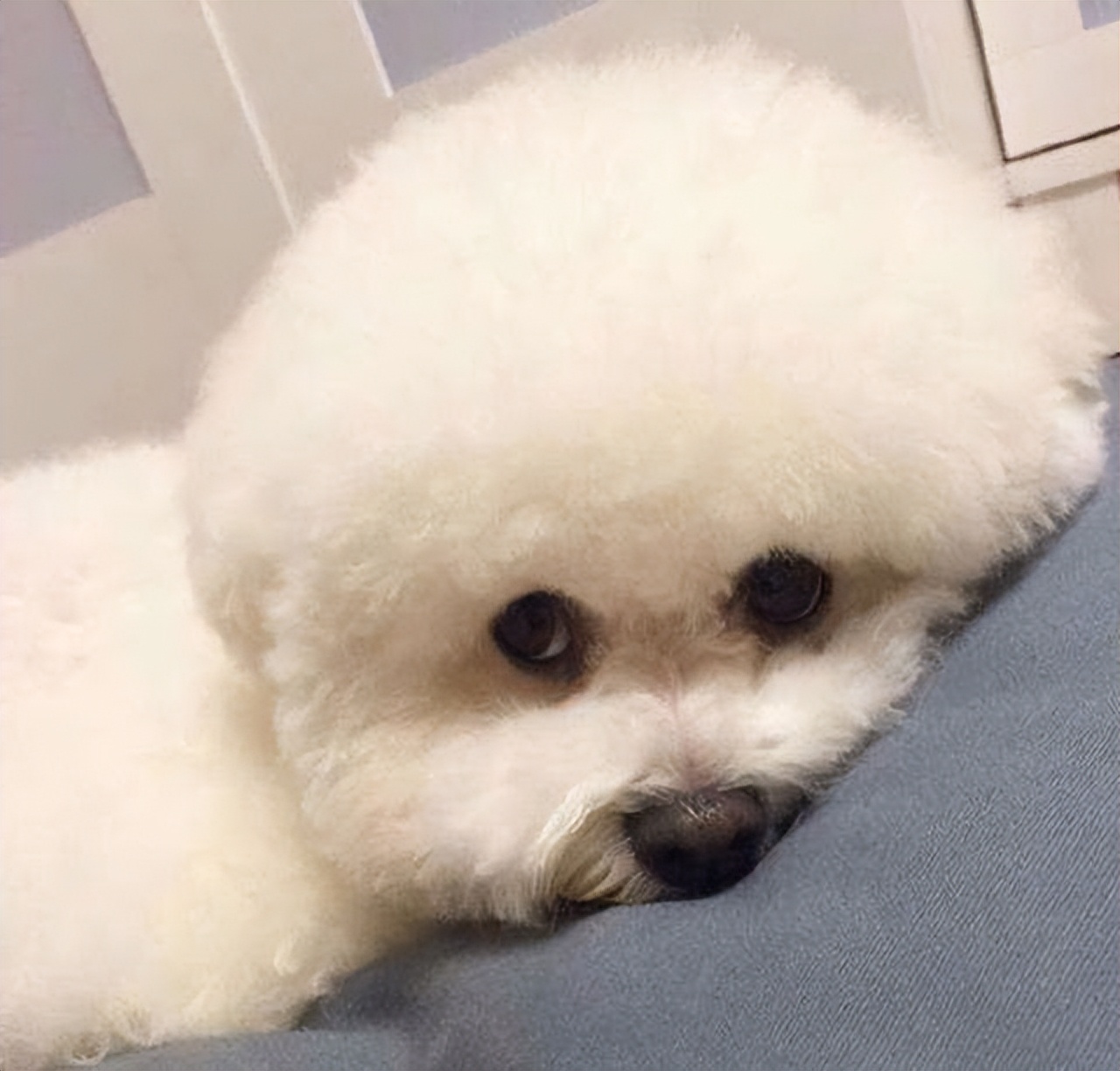 比熊尾巴下垂是什么病,比熊眼圈发红是什么病