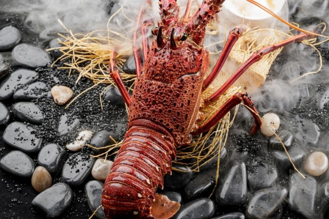 世界地图海鲜,澳大利亚最新海鲜图片