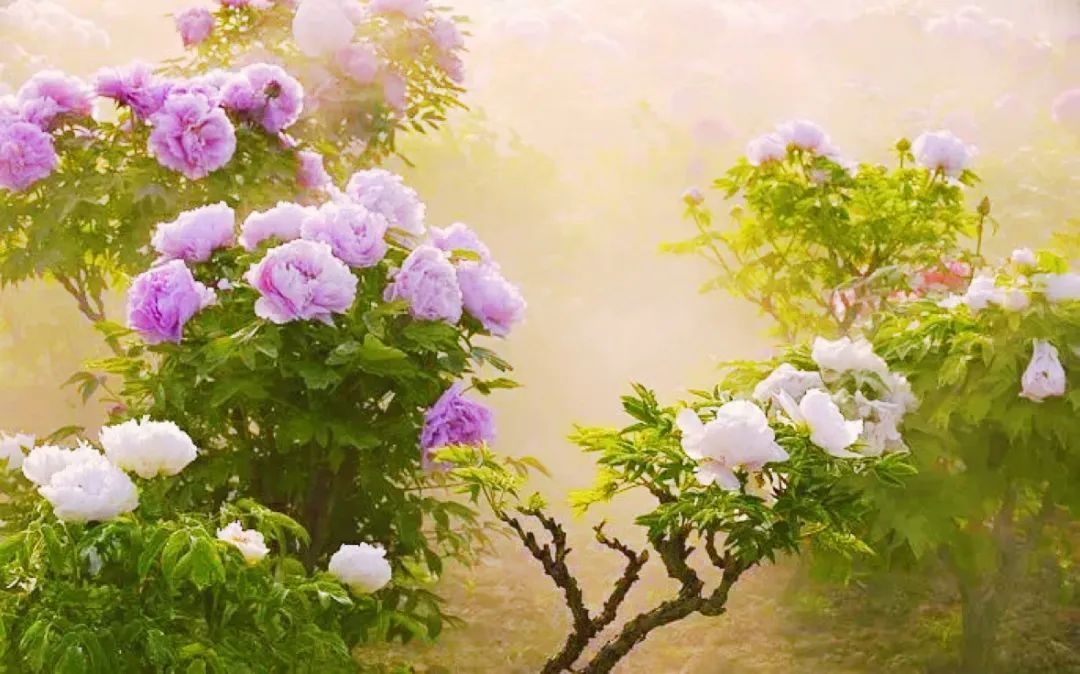 山东的家乡人有什么特别生活习惯,山东人介绍自己的家乡