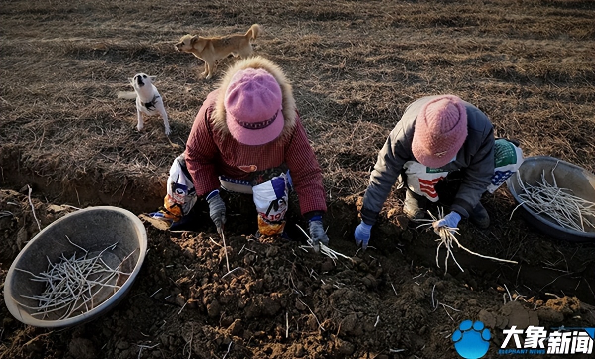 洛阳银条的做法大全,河南洛阳特别美食
