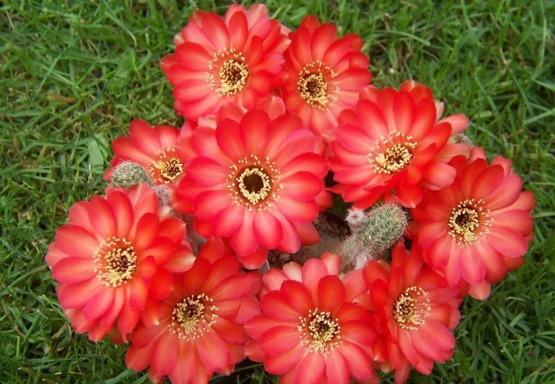 200种·仙人球开花图鉴，大开眼界，美到爆