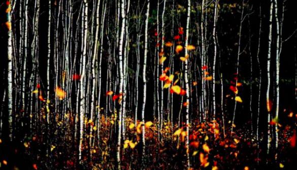 构图元素,构图元素讲解视频教程