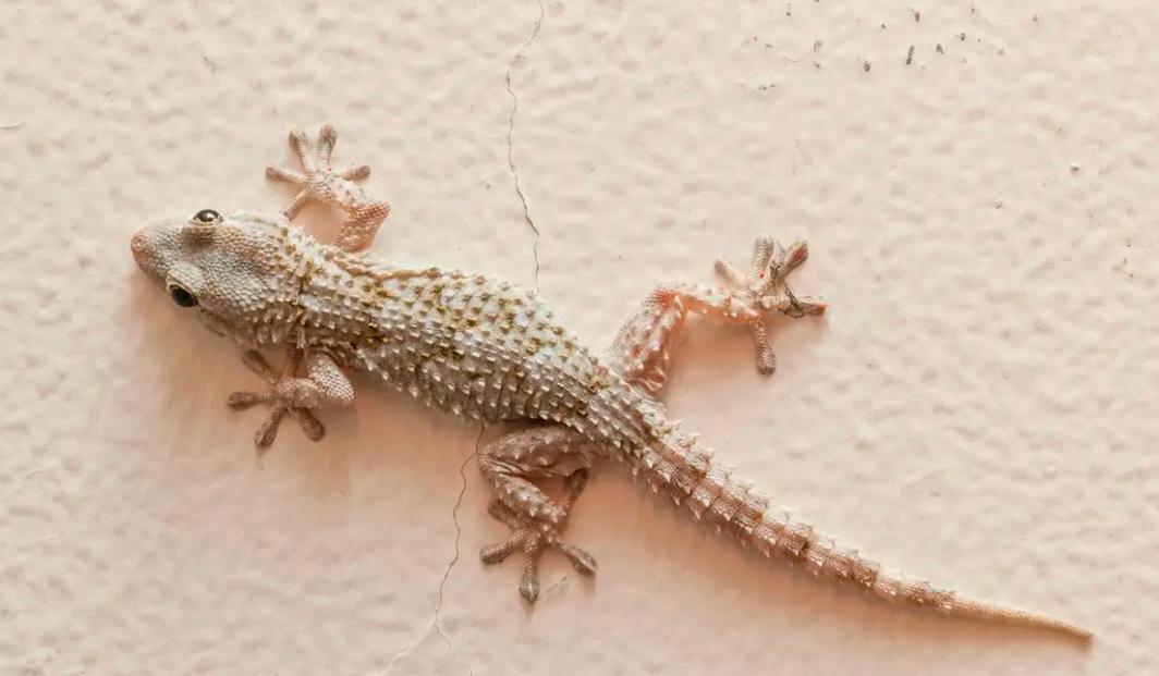 壁虎现实有那么毒么,人畜无害的壁虎为什么会列入五毒