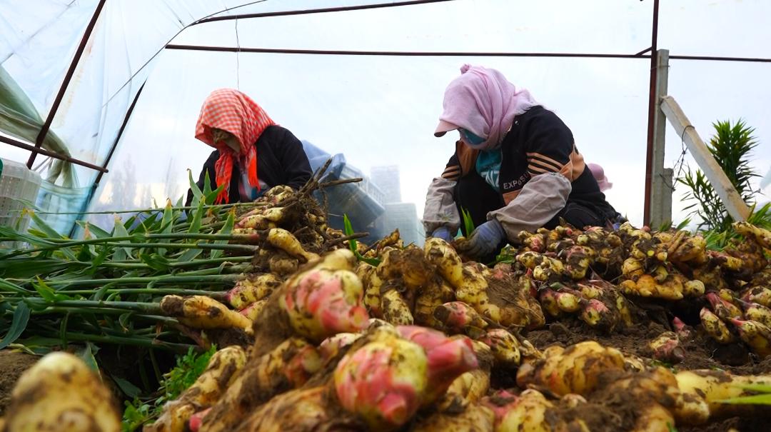 种植生姜能致富吗,种植生姜致富新亮点