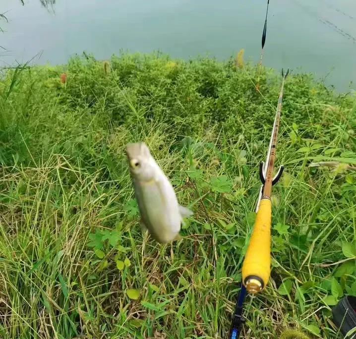 关于白条闹窝的最终绝招,白条闹窝严重这4个方法你用过没