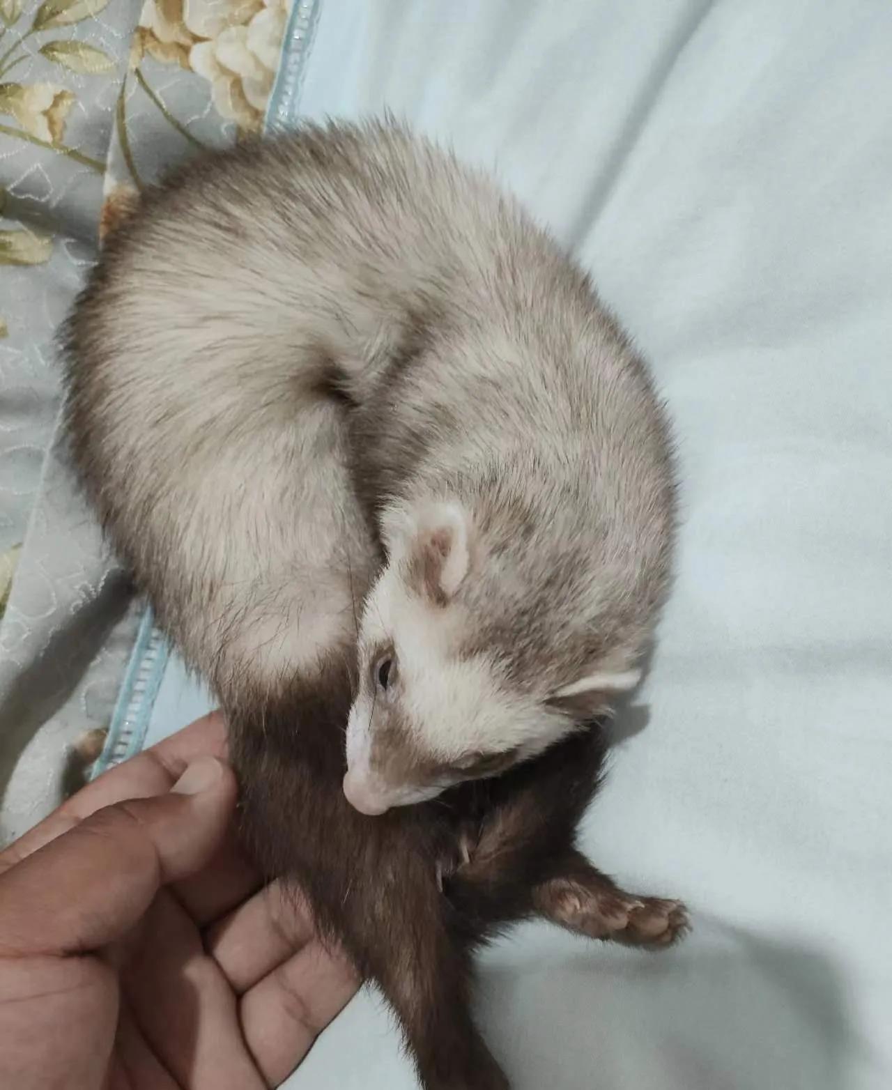 宠物小精灵黑洛奇亚,怎么训练安格鲁貂不咬人