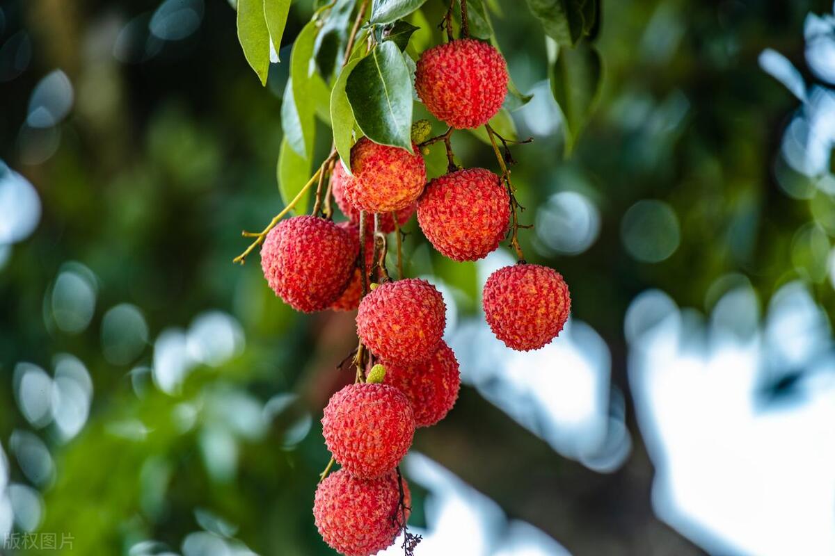 广州摘荔枝一日游最佳路线,从化自驾游荔枝采摘园