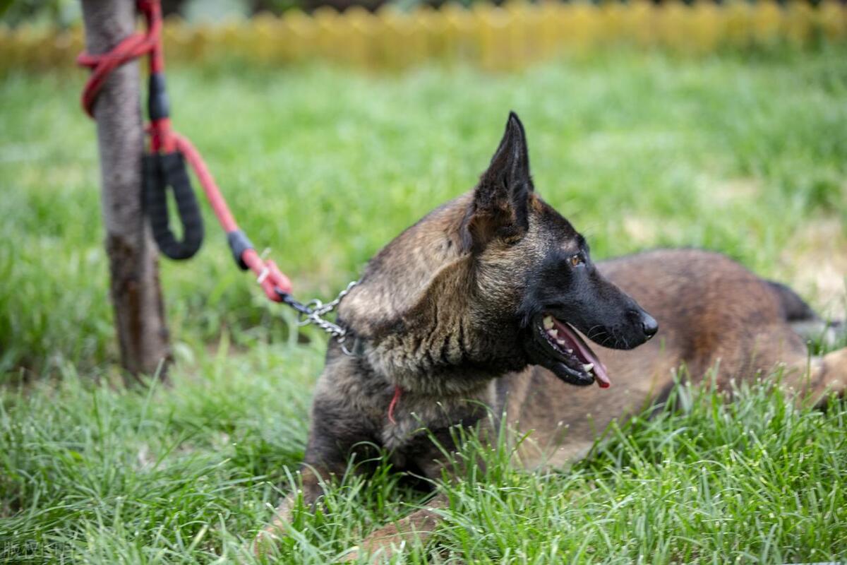 养狗一直不被狗抓,养狗不拴绳老是追人去哪里投诉