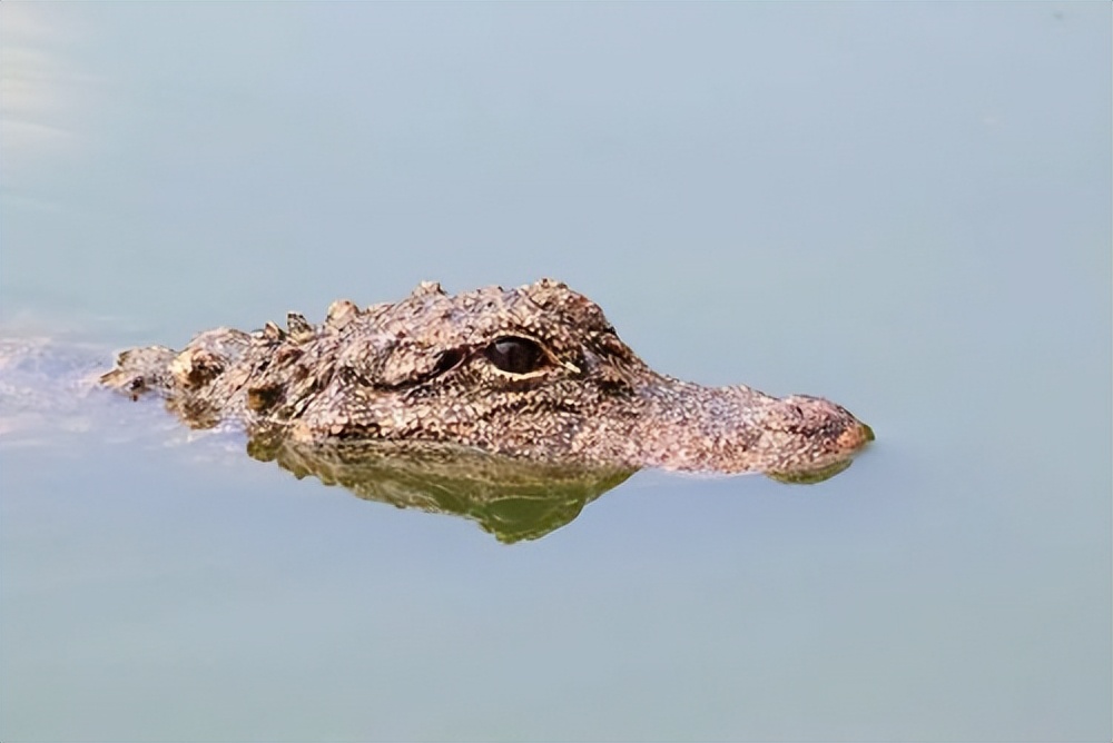 鳄鱼能有多可爱？中国独有扬子鳄，堪称鳄鱼界的软萌甜心