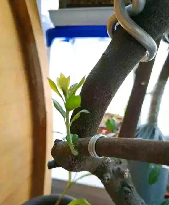 下山老桩发芽弱是什么原因,下山老桩干枯怎么处理