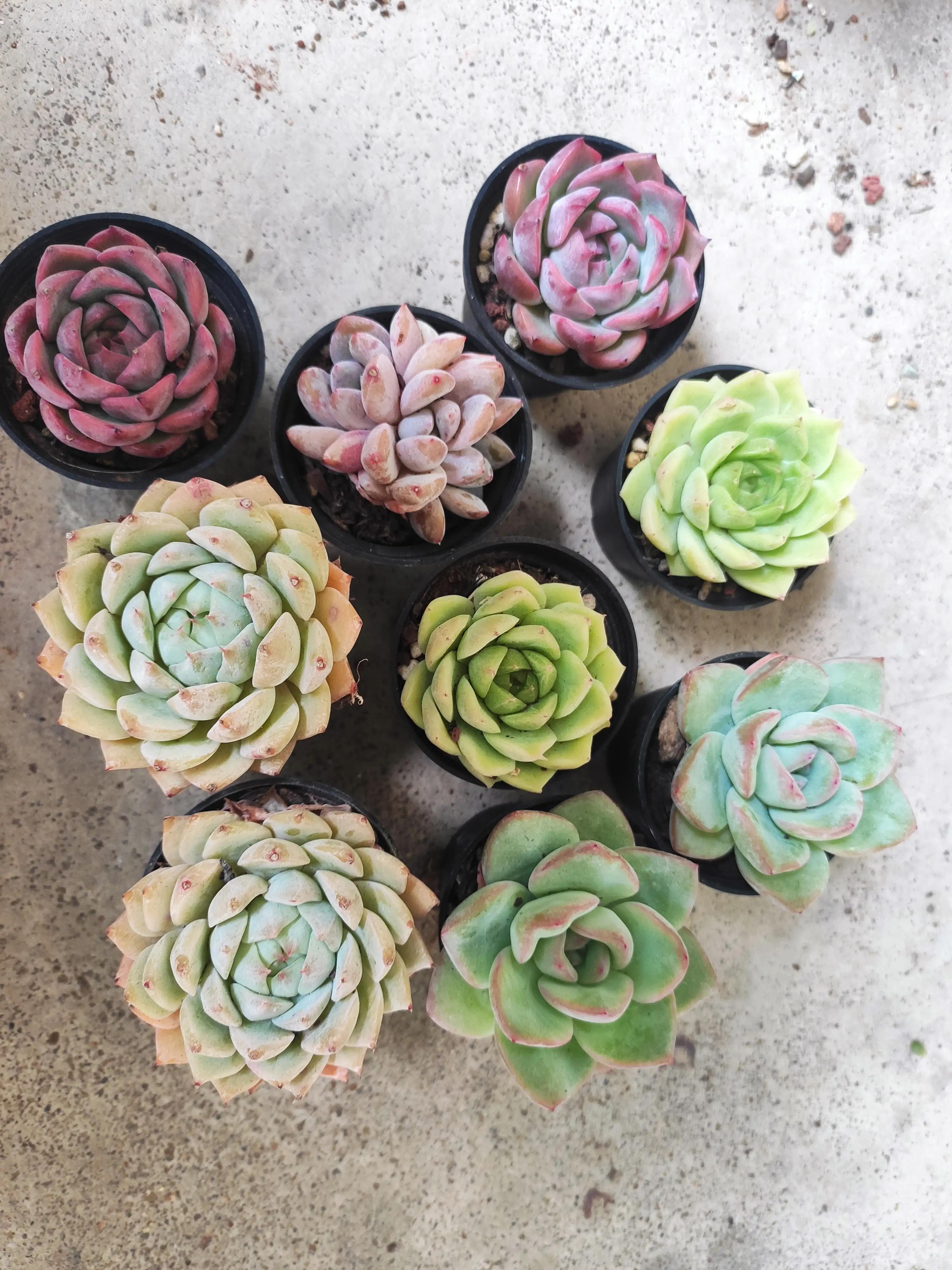 可爱的小猫,可爱的小精灵幼儿舞蹈完整版