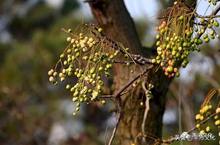 古代丰县在哪里,丰县有哪些历史
