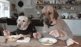 狗狗不进食吃什么药,狗狗不进食的4大原因和解决办法