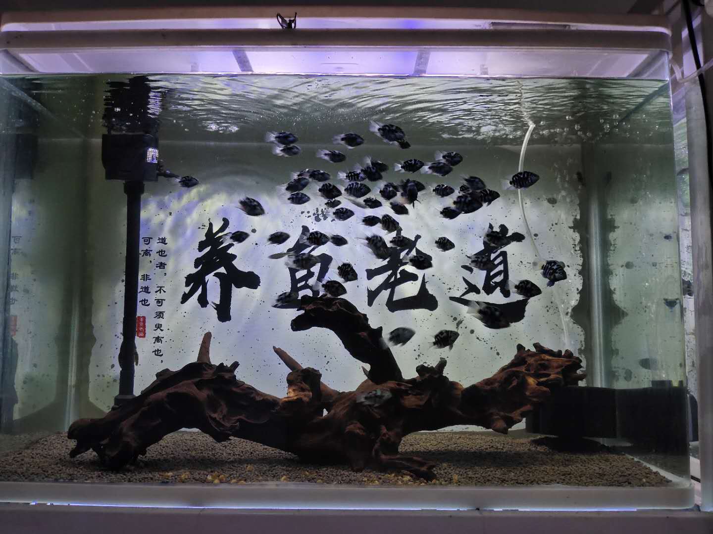 生活小妙招去除鱼缸异味,解决鱼缸的腥味的方法