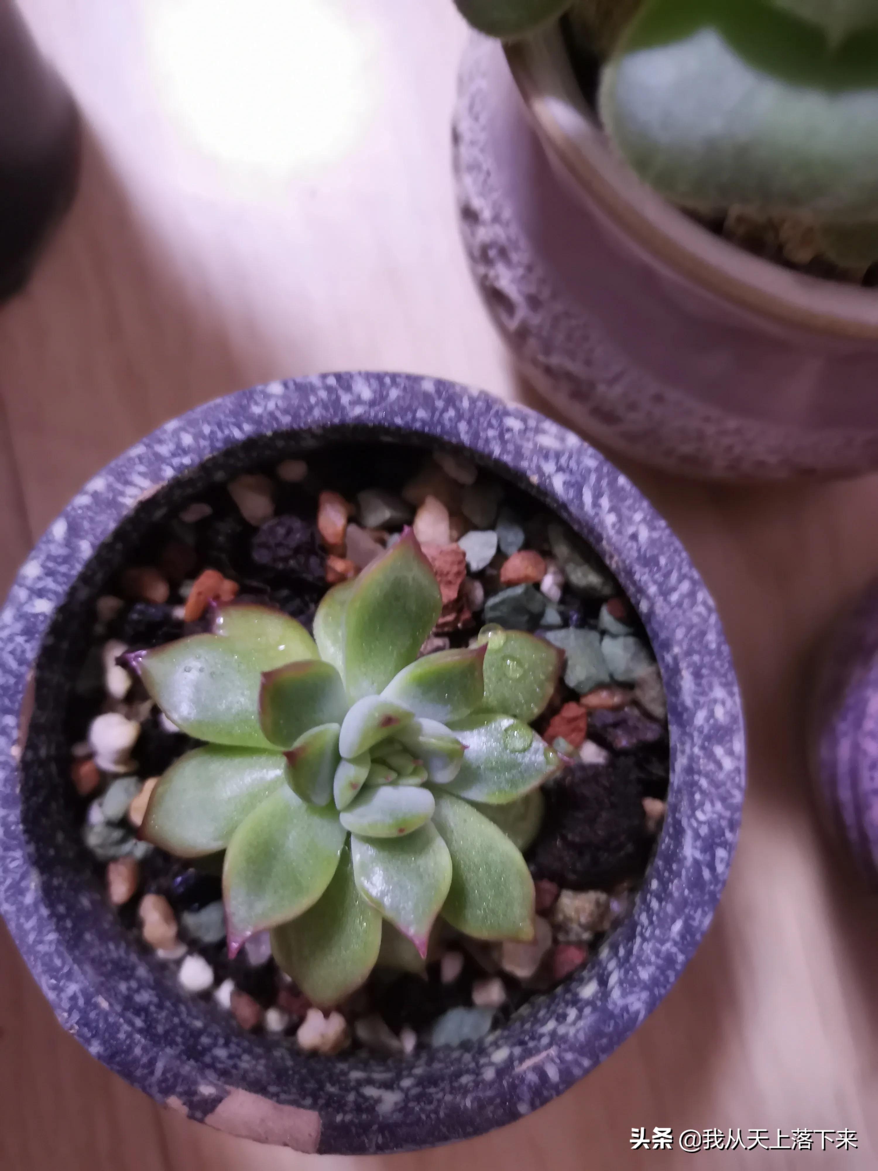 多肉品种及图片大全欣赏,多肉品种辨别图片大全欣赏