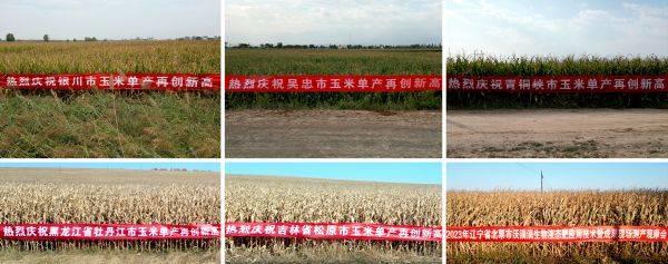 沃滴滴生物液态肥在玉米、马铃薯主产区多地刷新高产记录