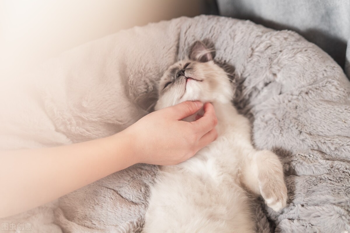 猫咪着凉拉稀能自愈吗,猫咪着凉拉稀会自愈么